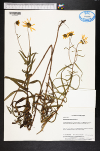 Helianthus angustifolius image