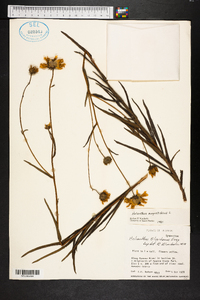 Helianthus angustifolius image