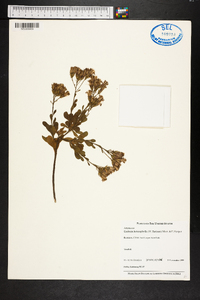 Garberia heterophylla image