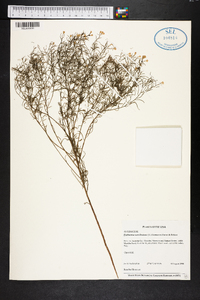 Euthamia caroliniana image