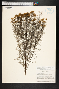 Euthamia caroliniana image