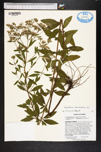 Eupatorium semiserratum image