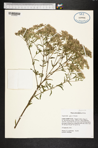 Eupatorium mohrii image