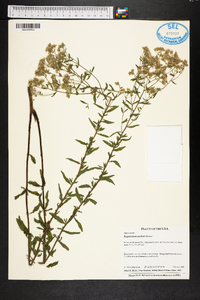 Eupatorium mohrii image