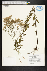 Eupatorium mohrii image