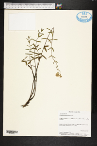 Eupatorium mohrii image