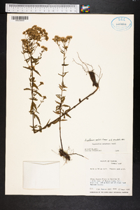 Eupatorium mohrii image