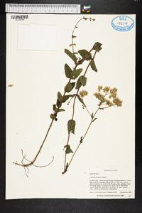 Eupatorium pilosum image