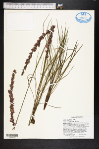 Liatris tenuifolia image