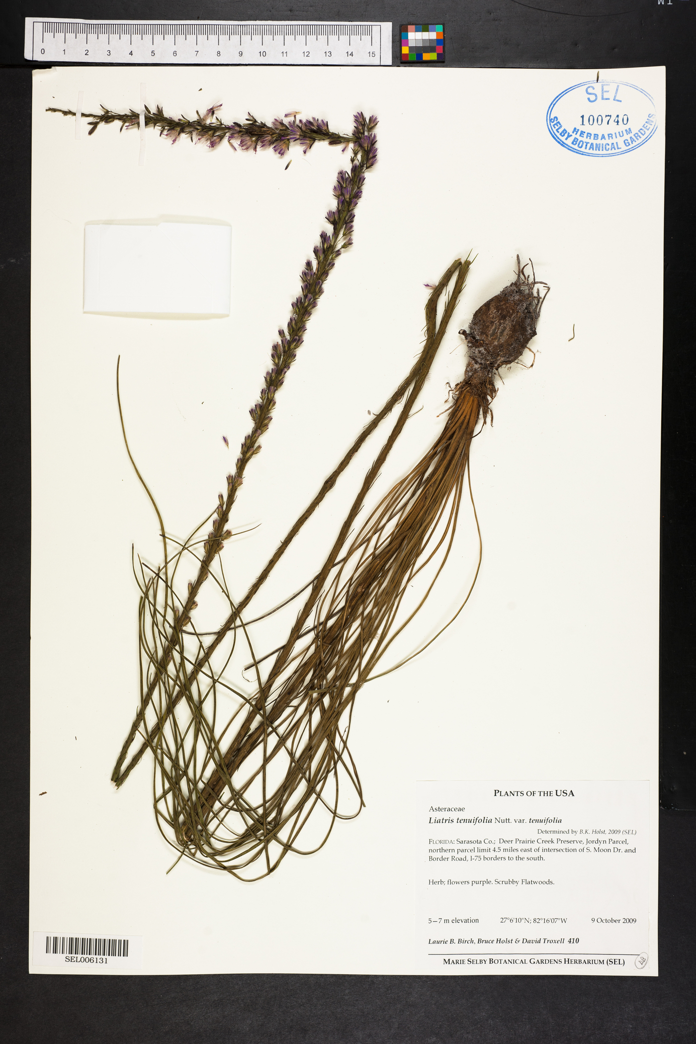 Liatris tenuifolia var. tenuifolia image