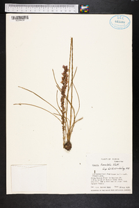 Liatris tenuifolia image