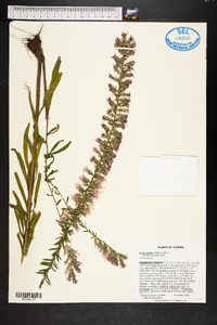 Liatris elegans image