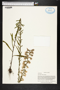 Liatris elegans image