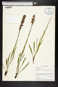 Liatris garberi image