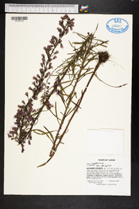 Liatris gracilis image