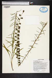 Liatris gracilis image