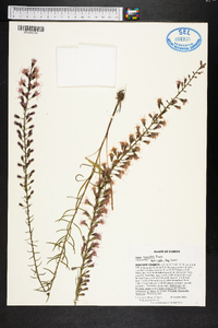 Liatris gracilis image