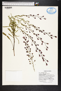 Liatris gracilis image