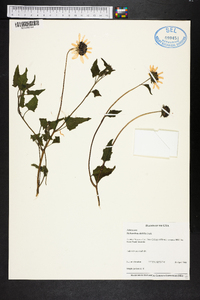 Helianthus debilis image