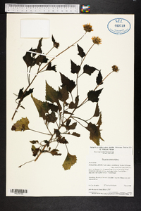 Helianthus debilis image