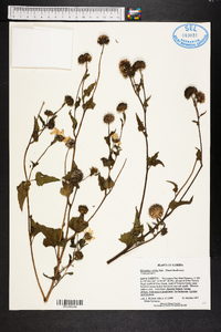 Helianthus debilis subsp. debilis image