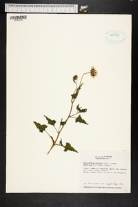 Helianthus debilis subsp. vestitus image