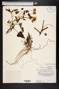 Helianthus debilis subsp. vestitus image
