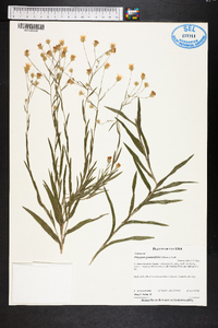 Pityopsis graminifolia image