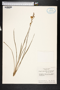 Pityopsis graminifolia image