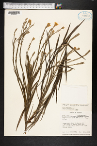 Pityopsis graminifolia image