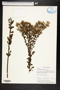 Sericocarpus tortifolius image