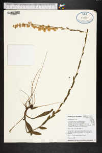 Solidago stricta image