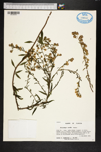 Solidago tarda image