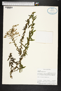 Solidago tortifolia image