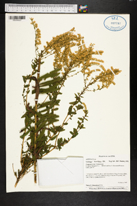 Solidago tortifolia image