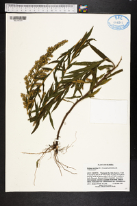 Solidago tortifolia image