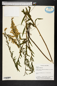 Solidago tortifolia image