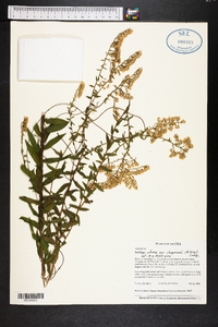 Solidago odora var. chapmanii image