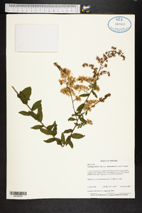 Solidago odora var. chapmanii image