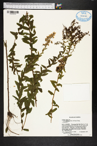 Solidago odora var. chapmanii image