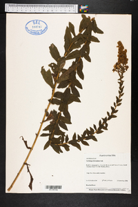 Solidago fistulosa image