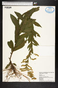 Solidago fistulosa image