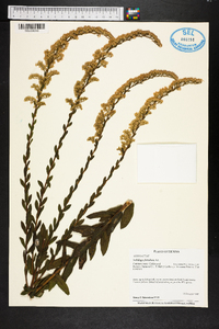 Solidago fistulosa image