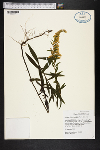 Solidago leavenworthii image