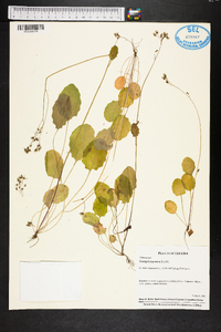 Youngia japonica image