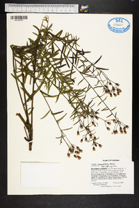 Vernonia angustifolia image