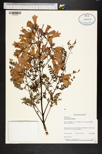 Jacaranda acutifolia image