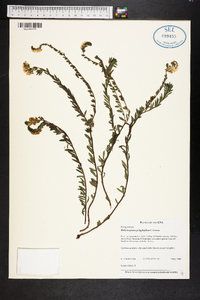 Heliotropium polyphyllum image