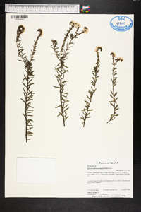 Heliotropium polyphyllum image