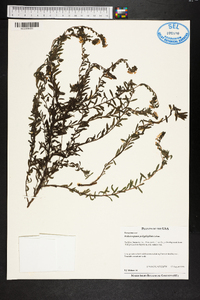 Heliotropium polyphyllum image